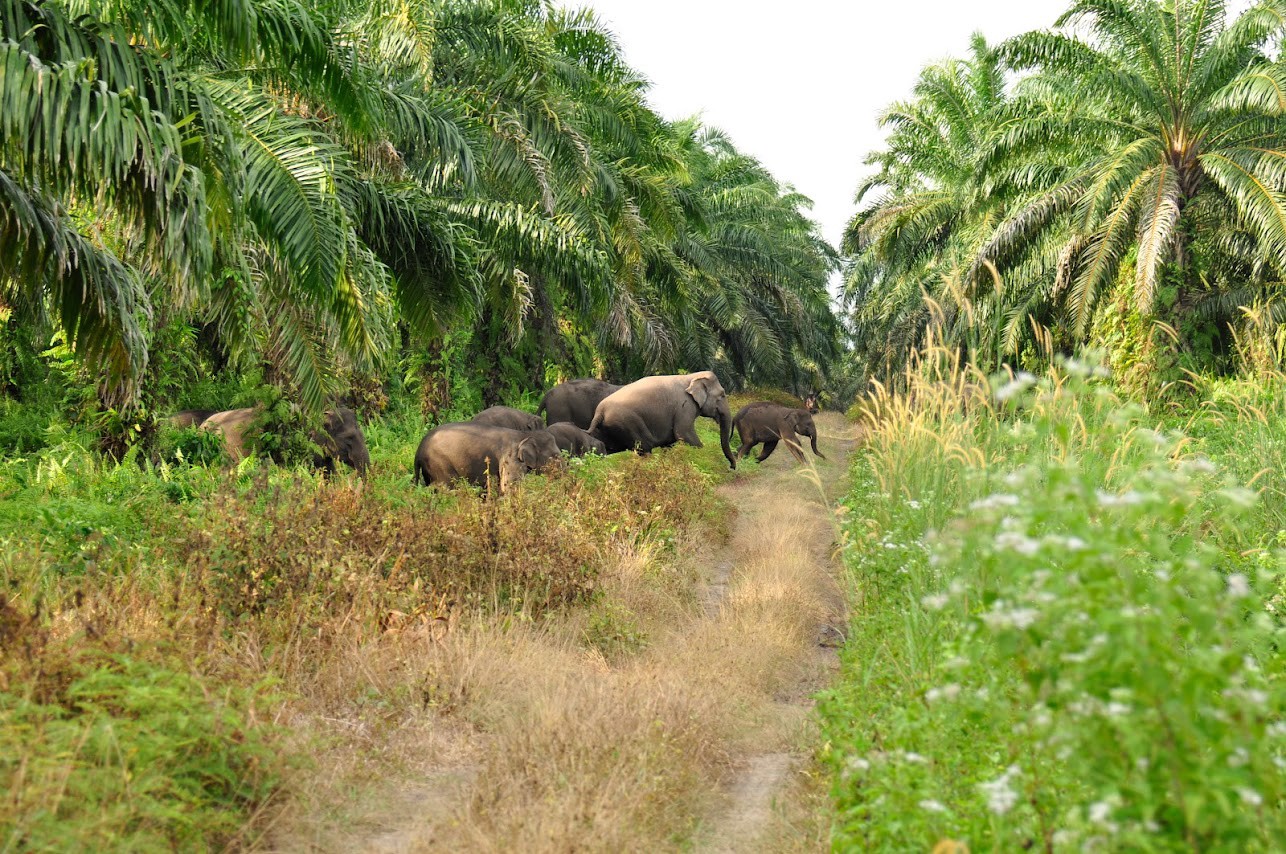 Saving Sumatran Elephants Starts with Counting Them. Indonesia Won’t