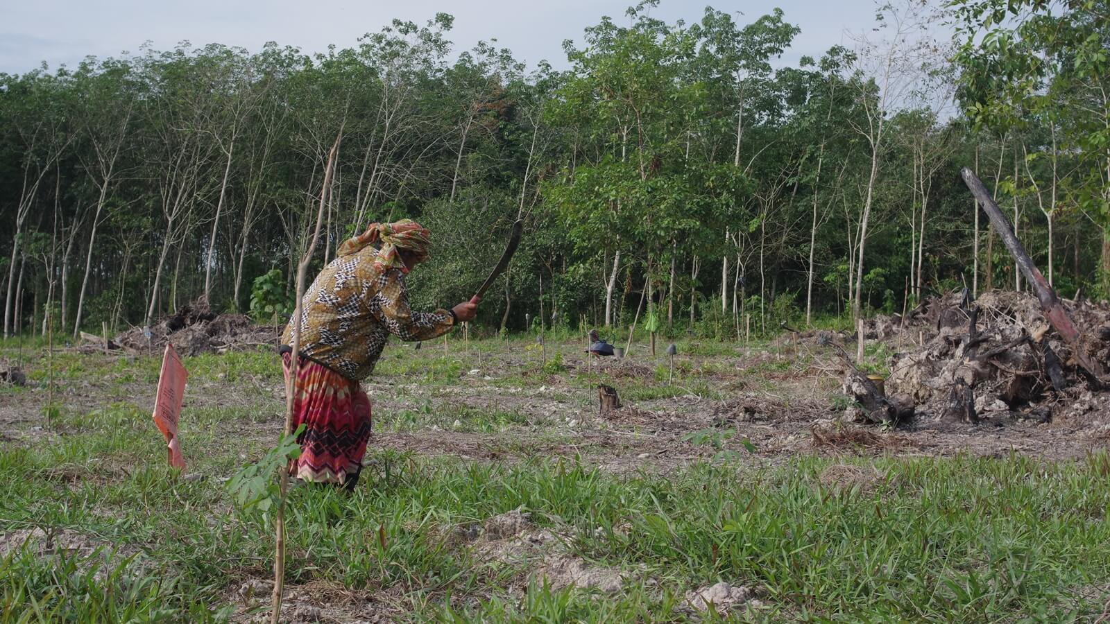 Between Floods, Elephants, and Jobs A woman weeding her plot of land with a machete.