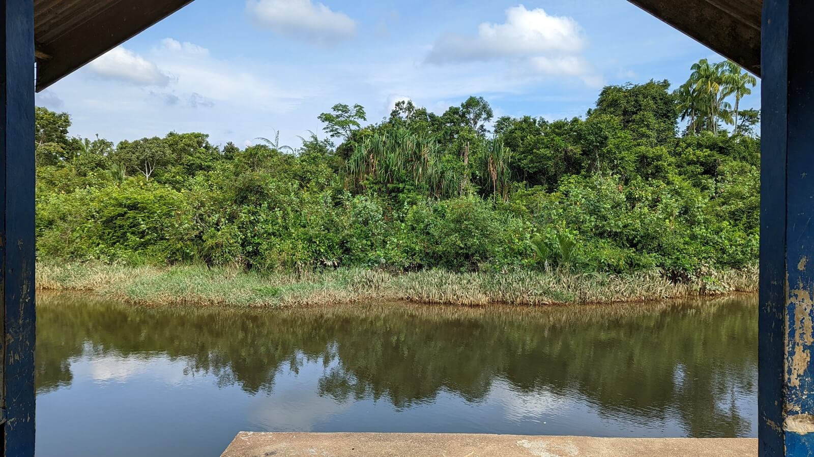 Macaranga Elephants Water, trees, sky