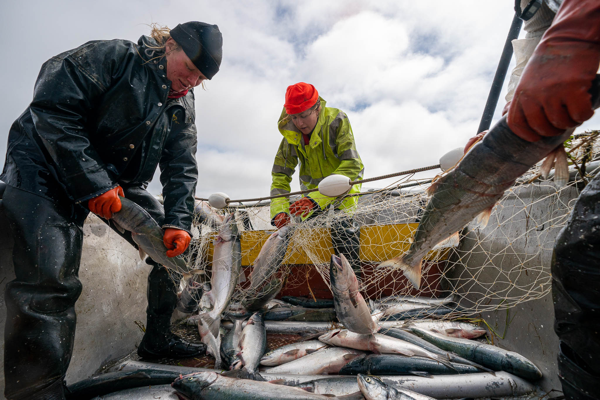 Alaska's Salmon Are Significantly Smaller Than They Were 60 Years