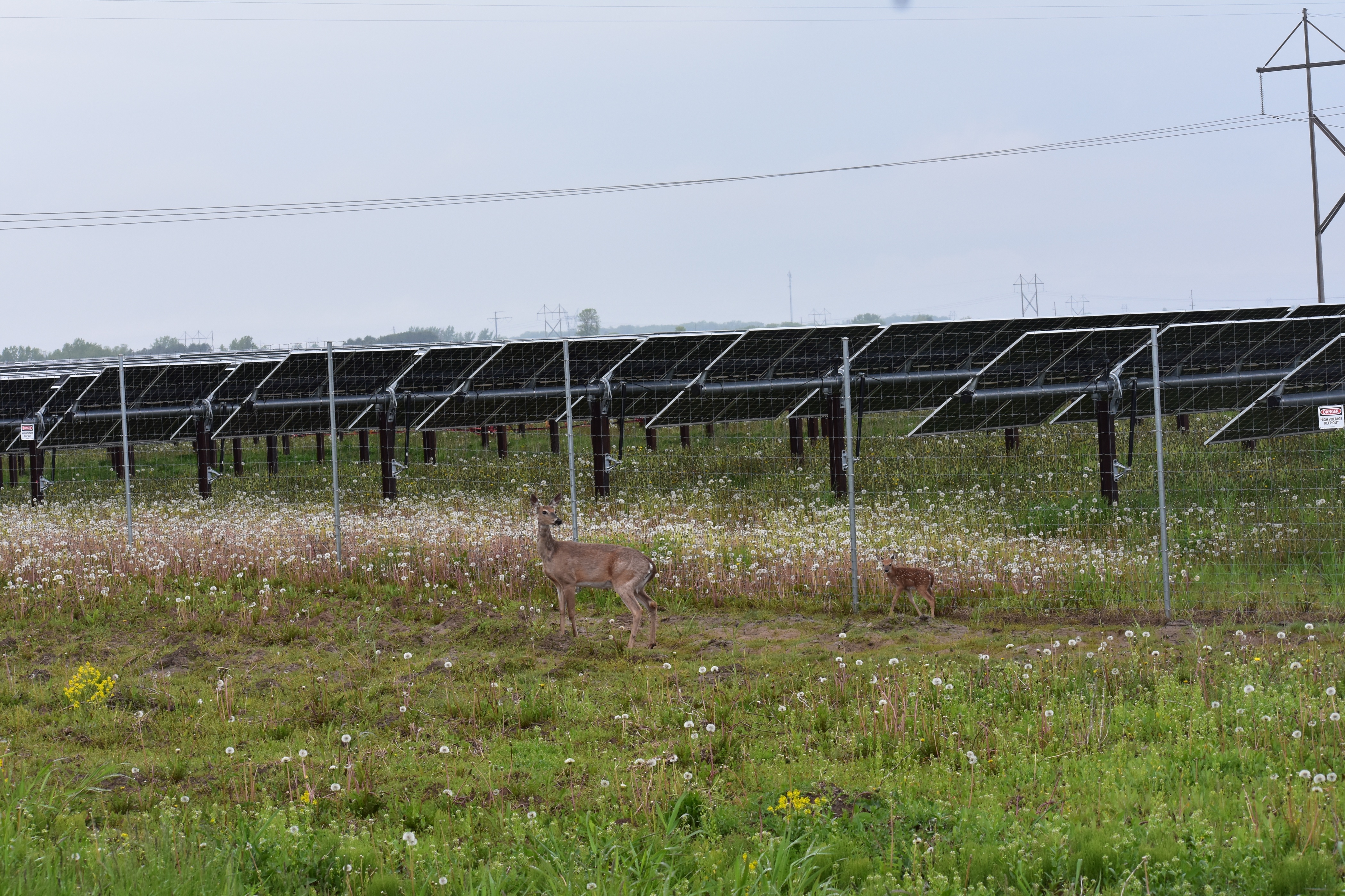 DSC_0031 (1).jpg white-tailed deer