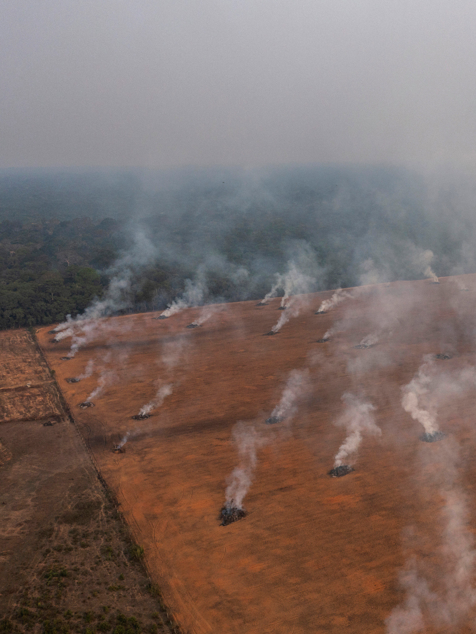 many tree trunks and fires in deforested land