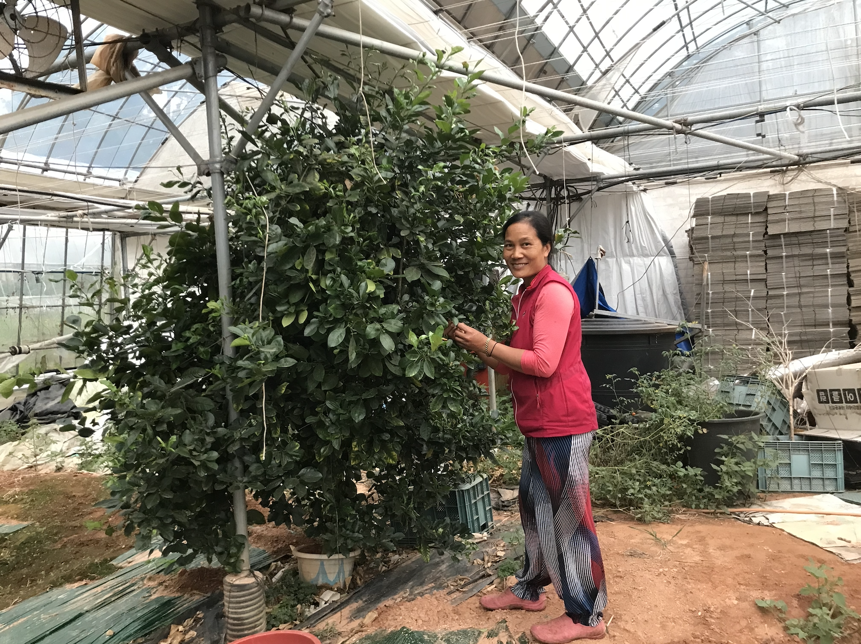 Marilou Quitiquit, aka Kim Sujeong (김수정), shows off her calamansi tree