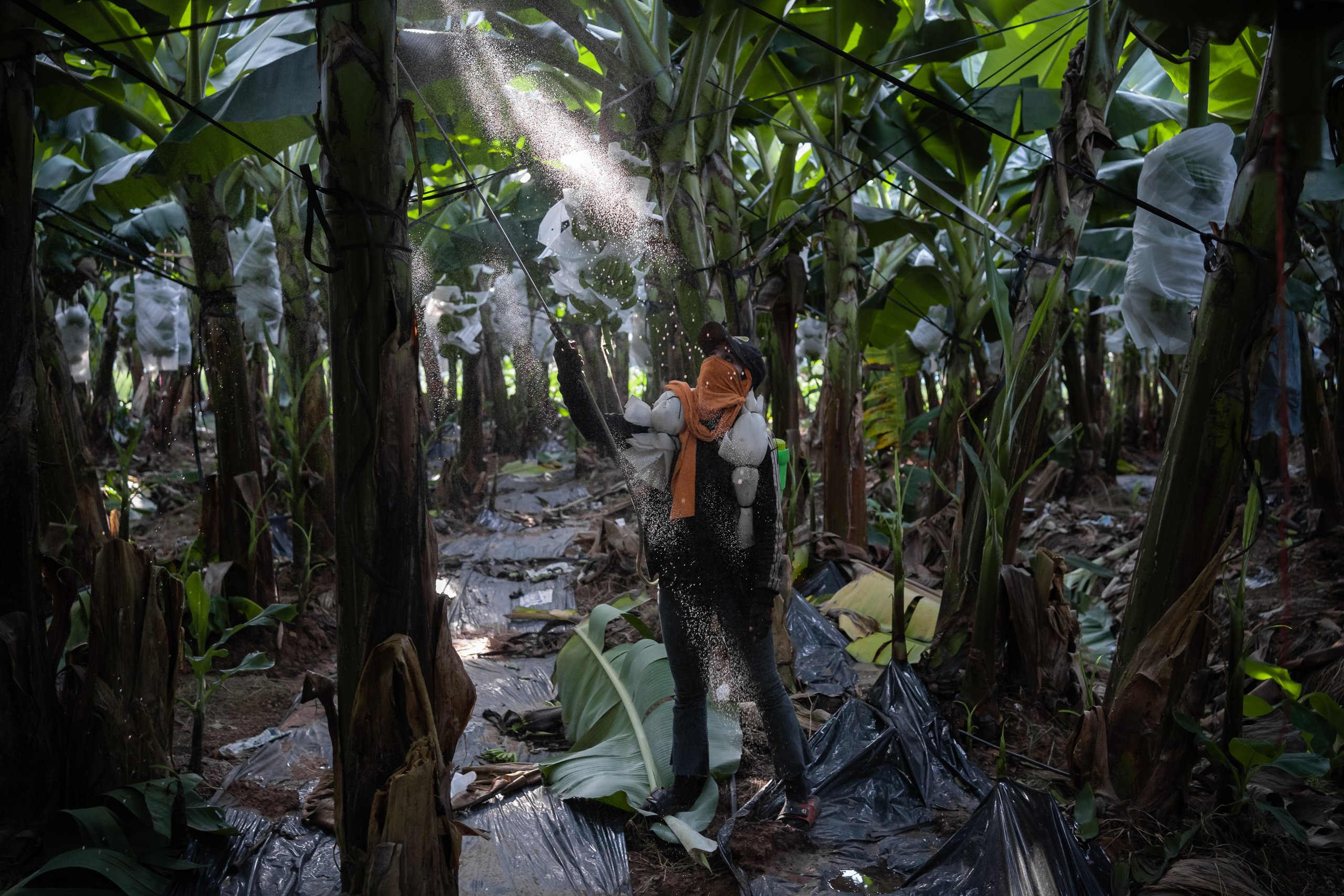 A worker sprays a mixture of fertiliser and pesticides on banana trees in Cambodia’s Kampot province. Plantations like this are another draw for rural migrants. (Image © Andy Ball)