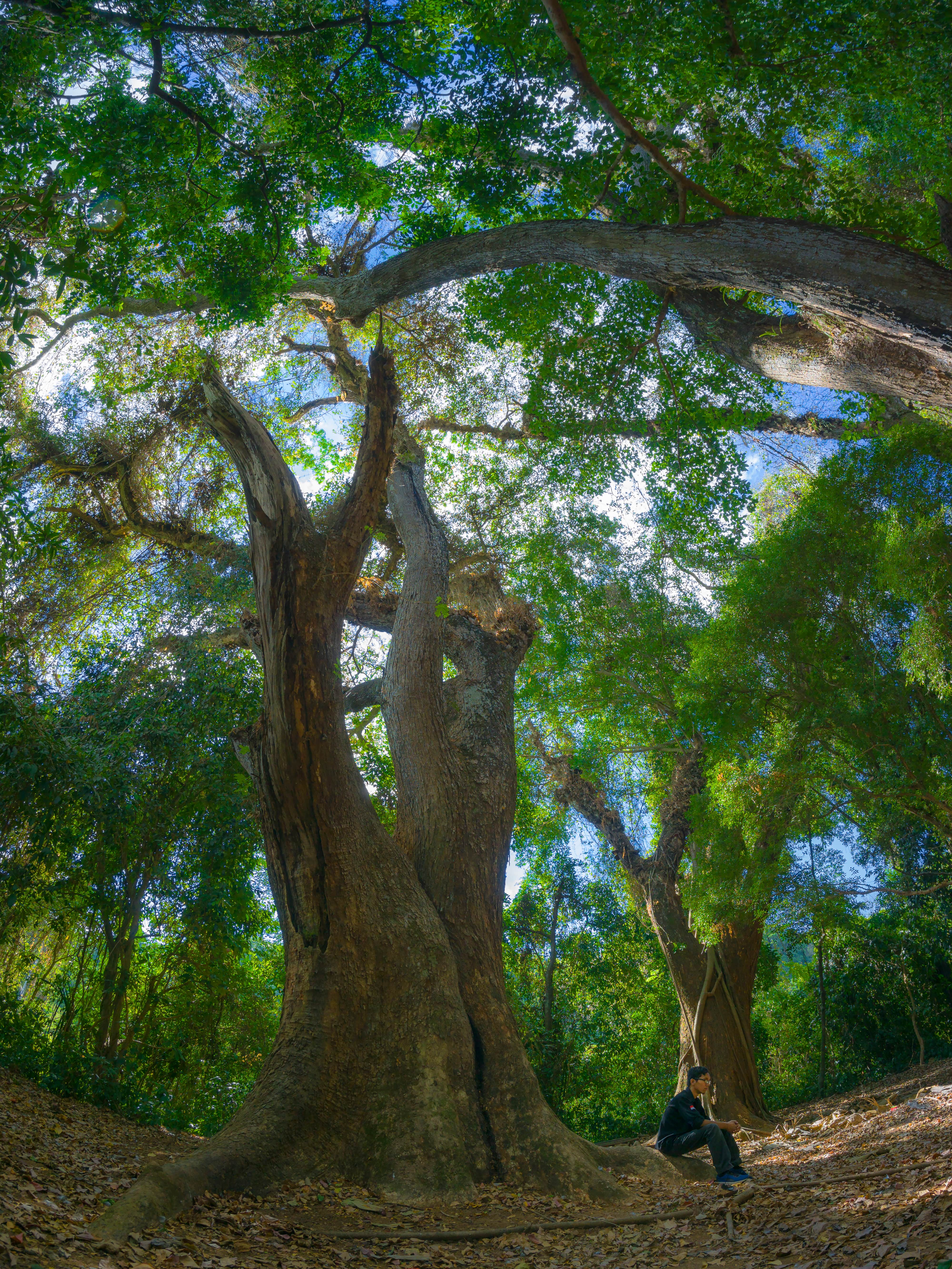 Dense forest canopy