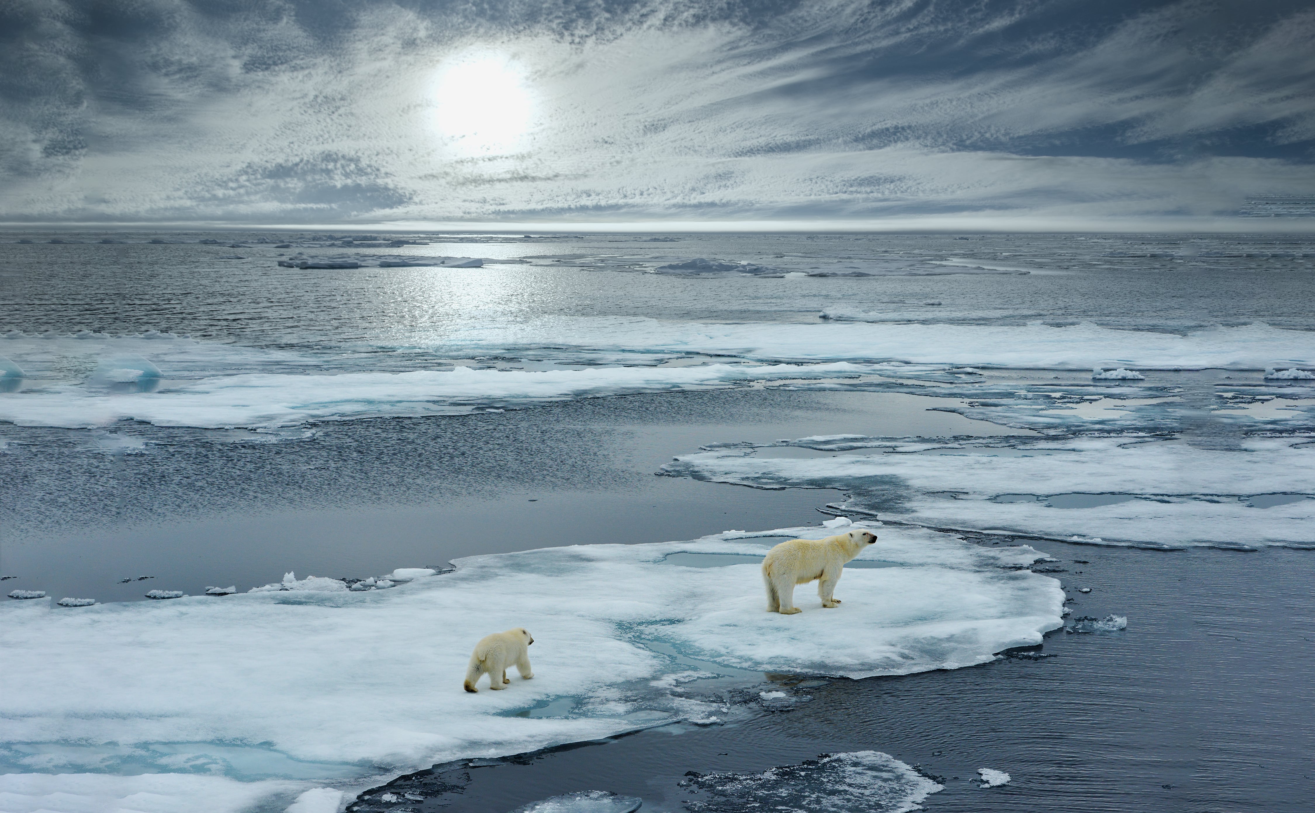 Про ледовитый океан. Арктика Северный Ледовитый океан. Северный полюс Северный Ледовитый океан. Северный Ледовитый океан белый медведь. Карское море белый медведь.
