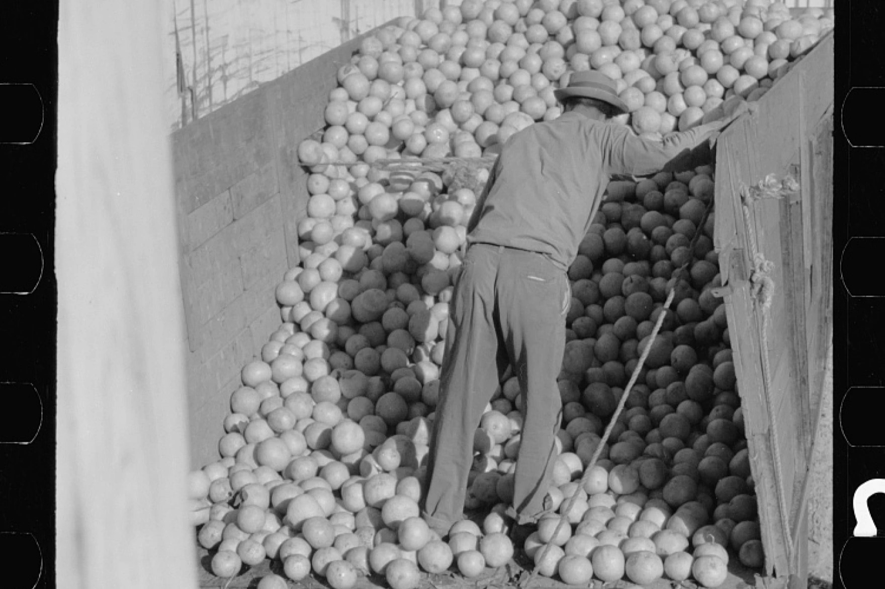 old photo of man sorting fruit in Texas, United States, 1942