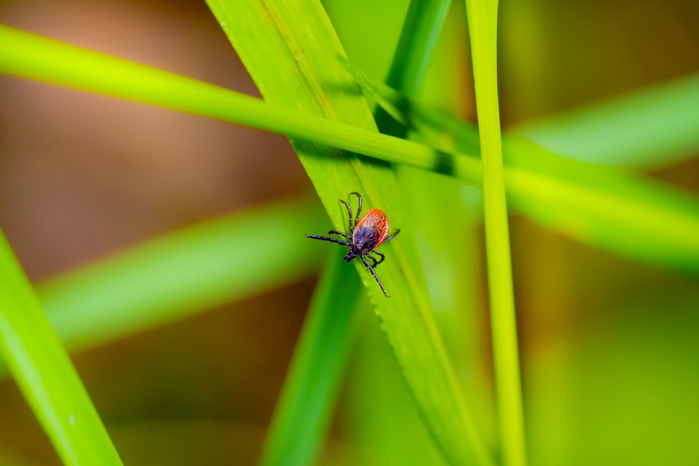 shutterstock_2173249403.jpg A castor bean tick (ixodes ricinus) on grass, possibly carrying disease