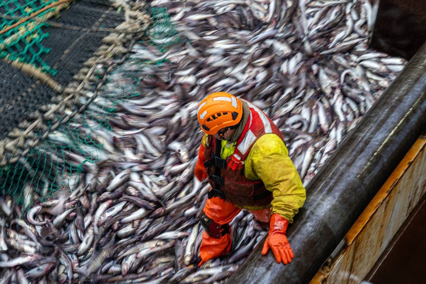 A man in bright protective rubber garments stands among a pile of small fish