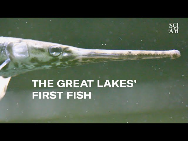 Climate Change in the Great Lakes May Be Causing History To Repeat ...