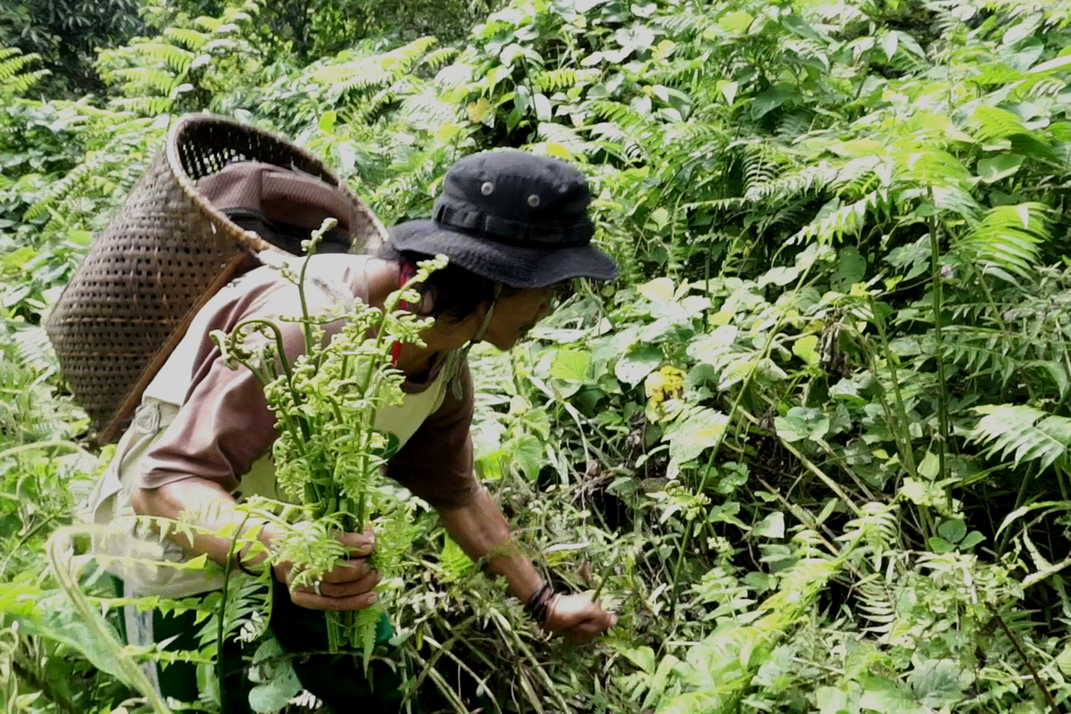 a person collecting plants in the rainforest