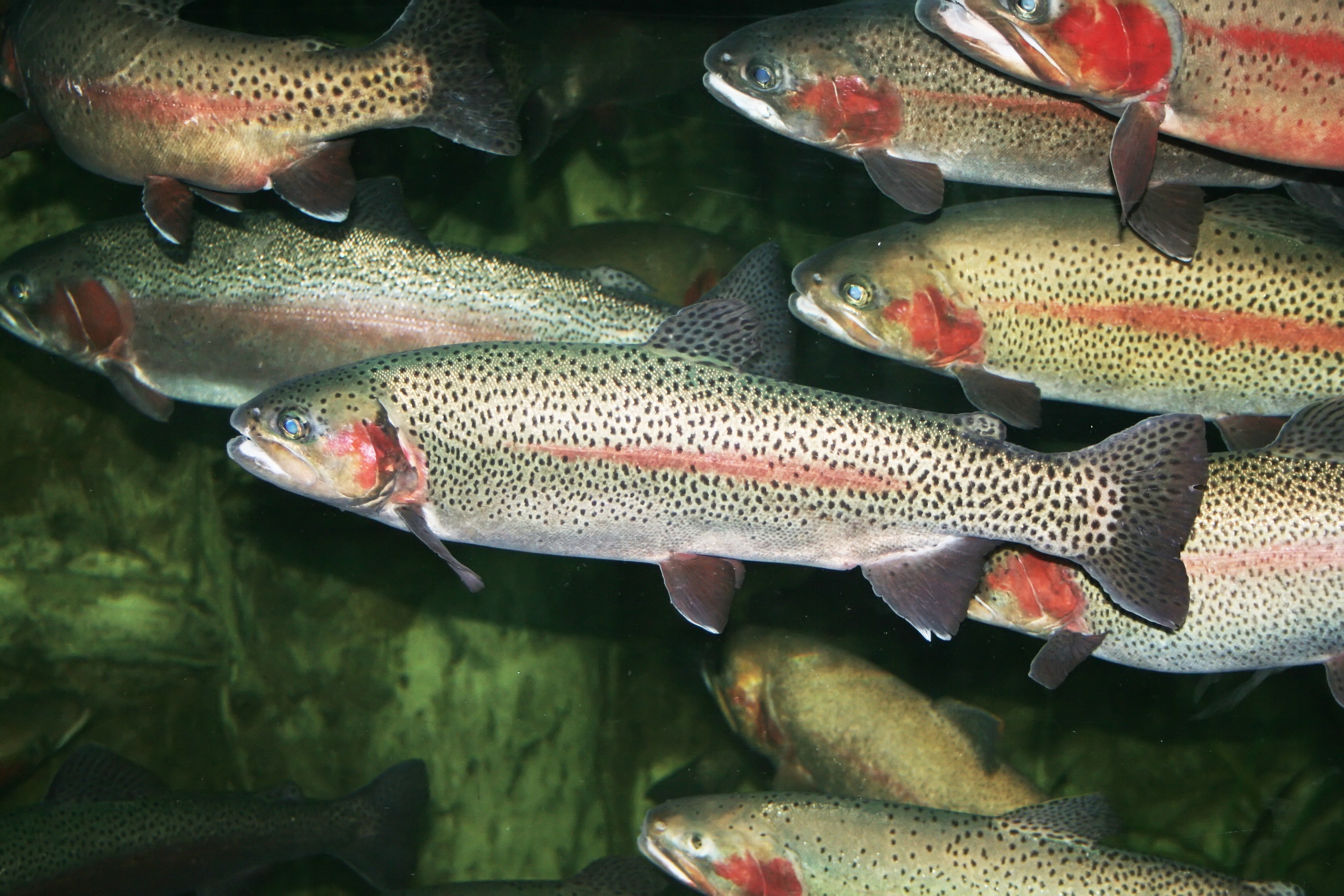 DC Freshwater Fish  The Fish - Rainbow Trout