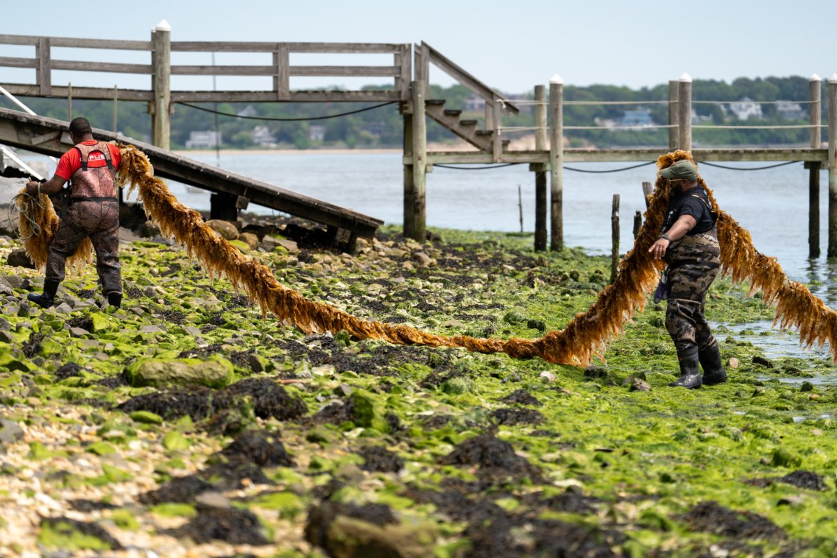 a person carries a large line of kelp out of the water