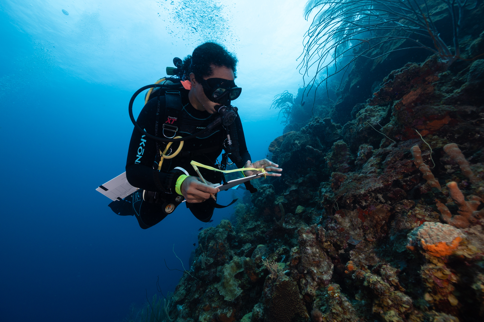 A diver examines a coral reef