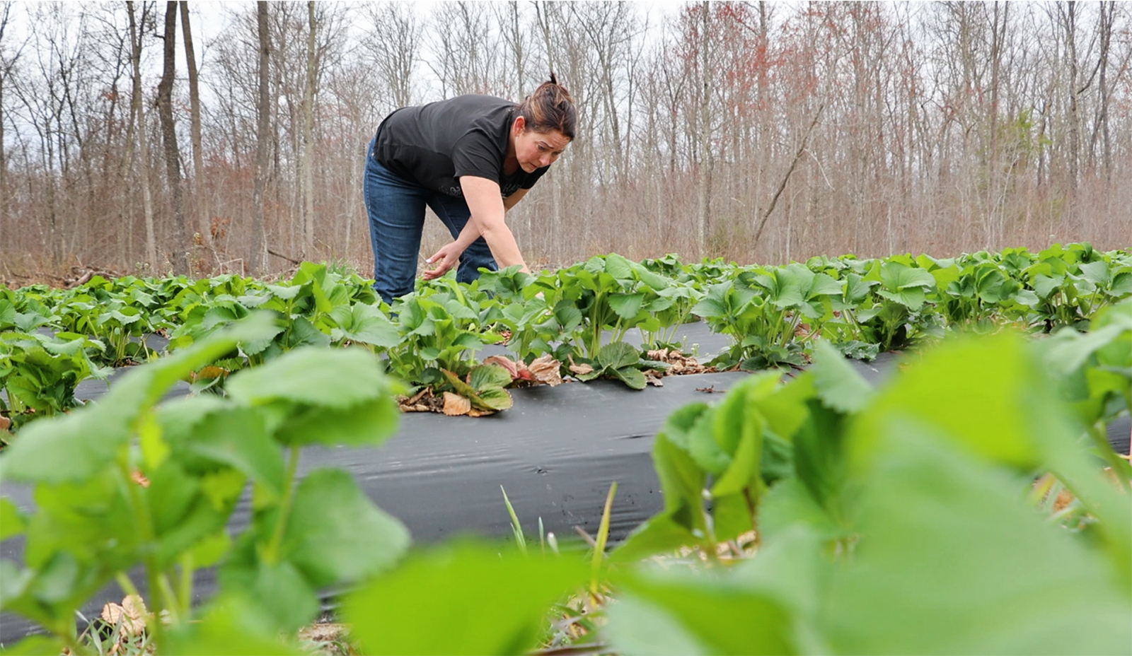 A woman bends down to inspect a row of vegetables growing in rows under a black tarp.