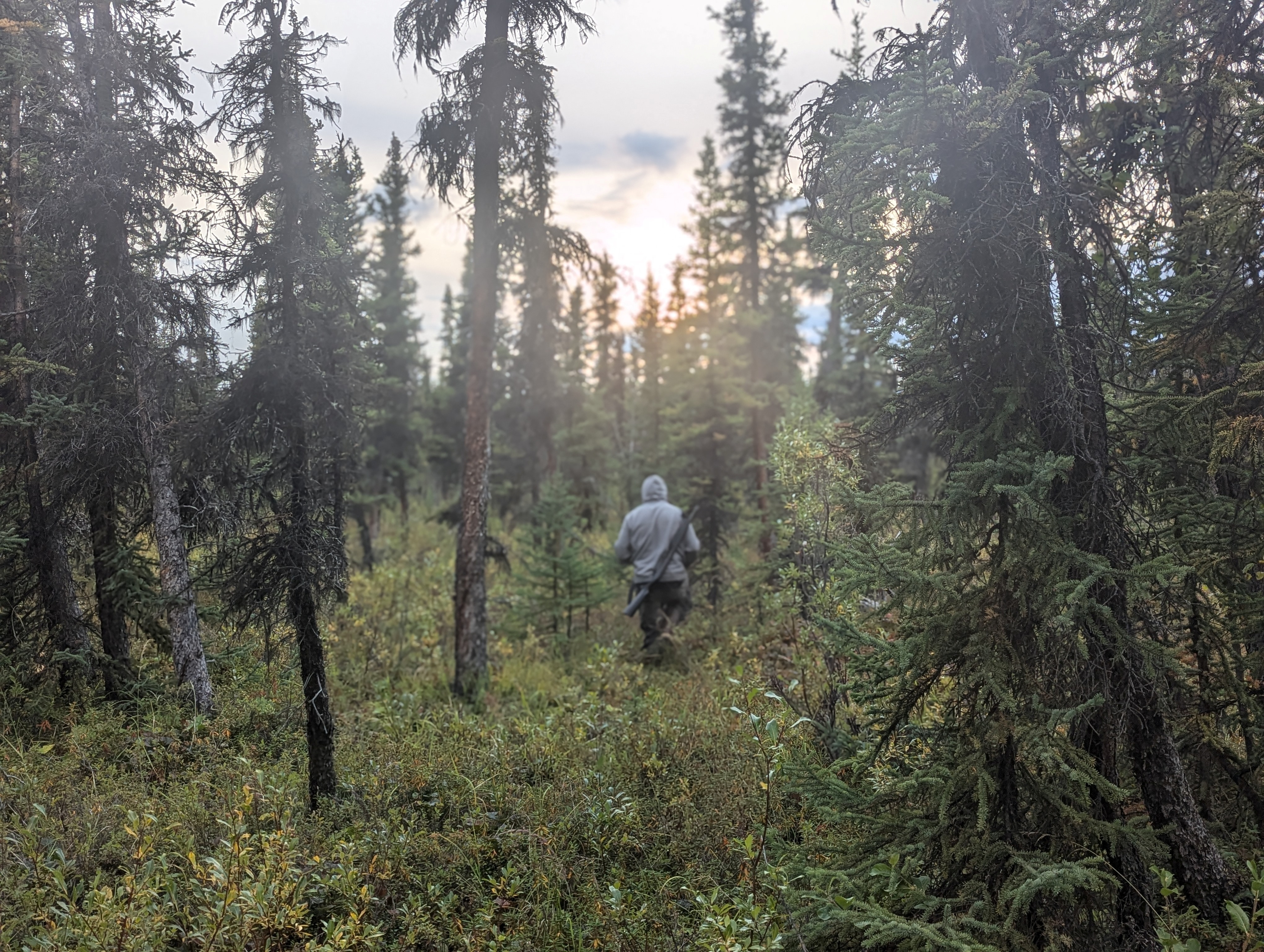 a person walks in the forest at sunset