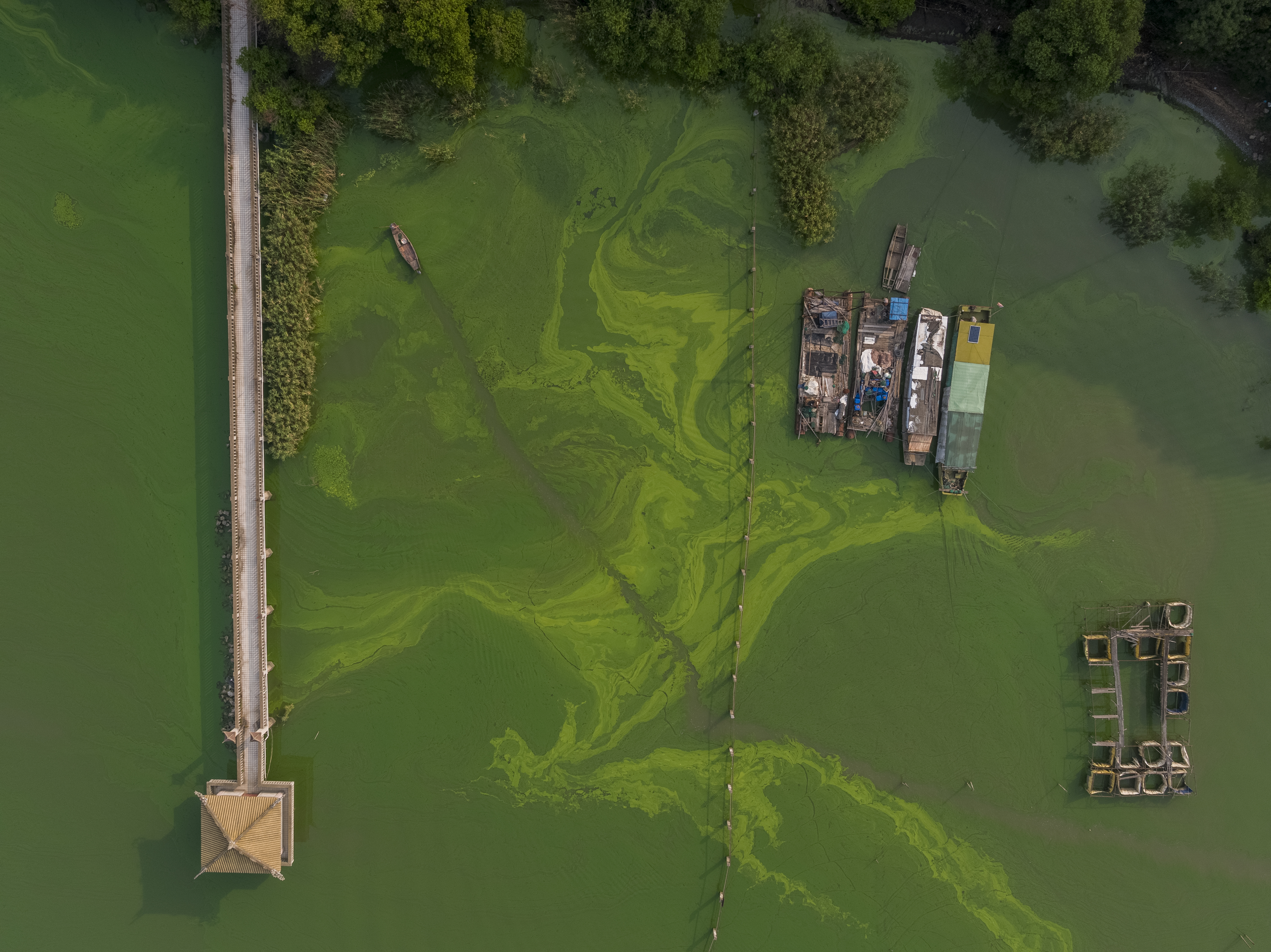 Thirty years ago, the waters of Lake Tai, China’s third-largest lake, were clear of algae. But the lake is surrounded by several high-density cities, including Shanghai, Suzhou and Changzhou, metropolitan areas that have grown rapidly in the past few decades. Rampant sewer dumping and livestock drainage, combined with shifting agricultural practices, allowed the algae blooms to flourish, and now human mismanagement and global warming have entrenched them. ‘‘They love warm, stagnant, nutrient-rich conditions,’’ said Hans Paerl, a professor of marine and environmental sciences at the University of North Carolina, Chapel Hill. Over the past decade, the blooms have significantly expanded, and their season has grown longer. In 2007, the ‘‘pea soup’’ conditions of the lake were so bad, Paerl said, that the cities surrounding the basin ‘‘had green slime coming out of their faucets, and the central government had to bring in drinking water.’’ At least two million people were without fresh water. Image by George… Thirty years ago, the waters of Lake Tai, China’s third-largest lake, were clear of algae. But the lake is surrounded by several high-density cities, including Shanghai, Suzhou and Changzhou, metropolitan areas that have grown rapidly in the past few decades. Rampant sewer dumping and livestock drainage, combined with shifting agricultural practices, allowed the algae blooms to flourish, and now human mismanagement and global warming have entrenched them. ‘‘They love warm, stagnant, nutrient-rich…