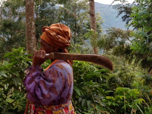 Gishwati Forest - Rwanda Gishwati Forest - Rwanda