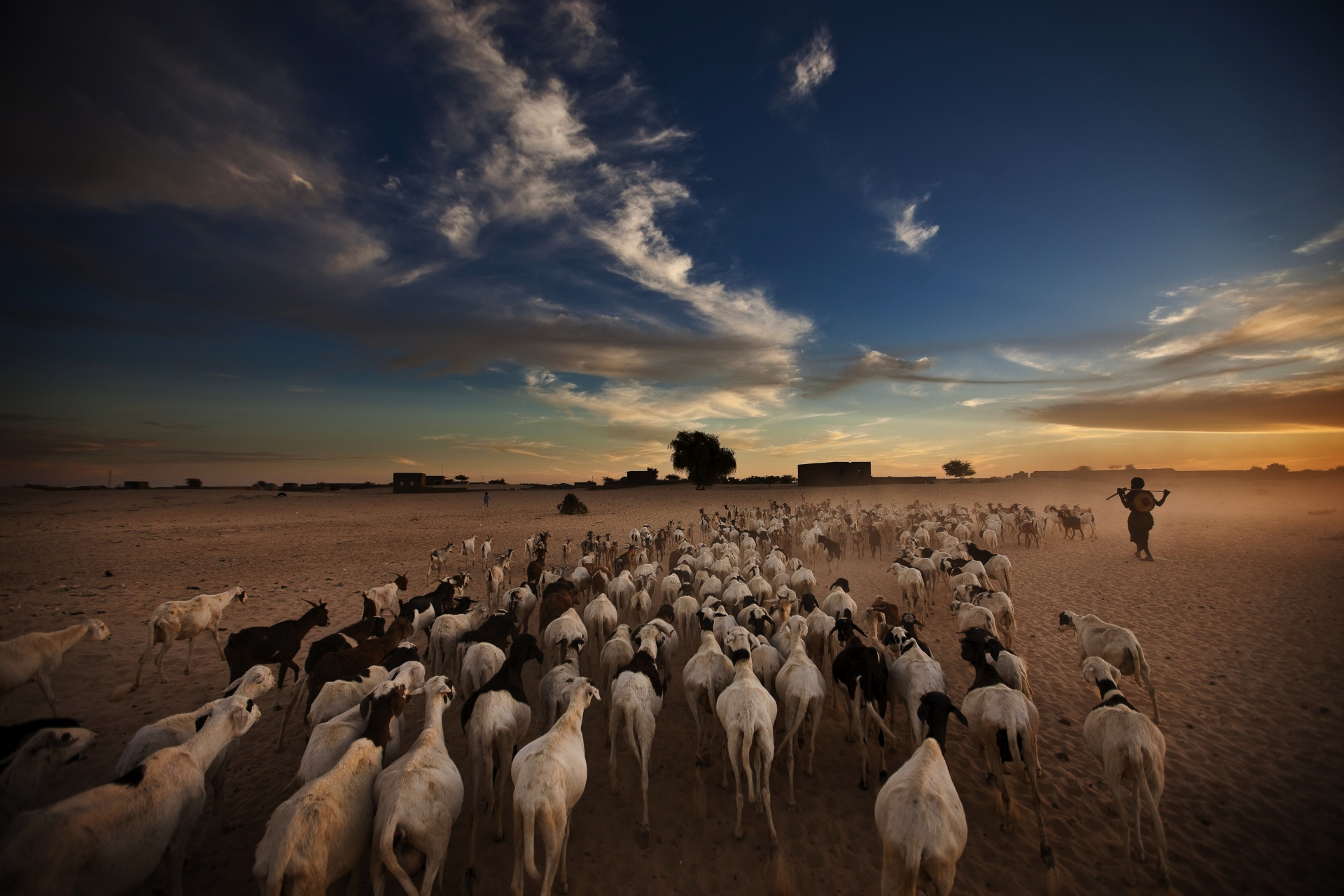 After a day of grazing in the surrounding desert, a herd of sheep and goats follow their owner to his home on the edge of Timbuktu. Founded by Tuareg herders, Timbuktu still counts the livestock trade among its primary sources of income. Image by Brent Stirton for National Geographic. Timbuktu, Mali 2010. Media file: BrentPhotos.002.jpg