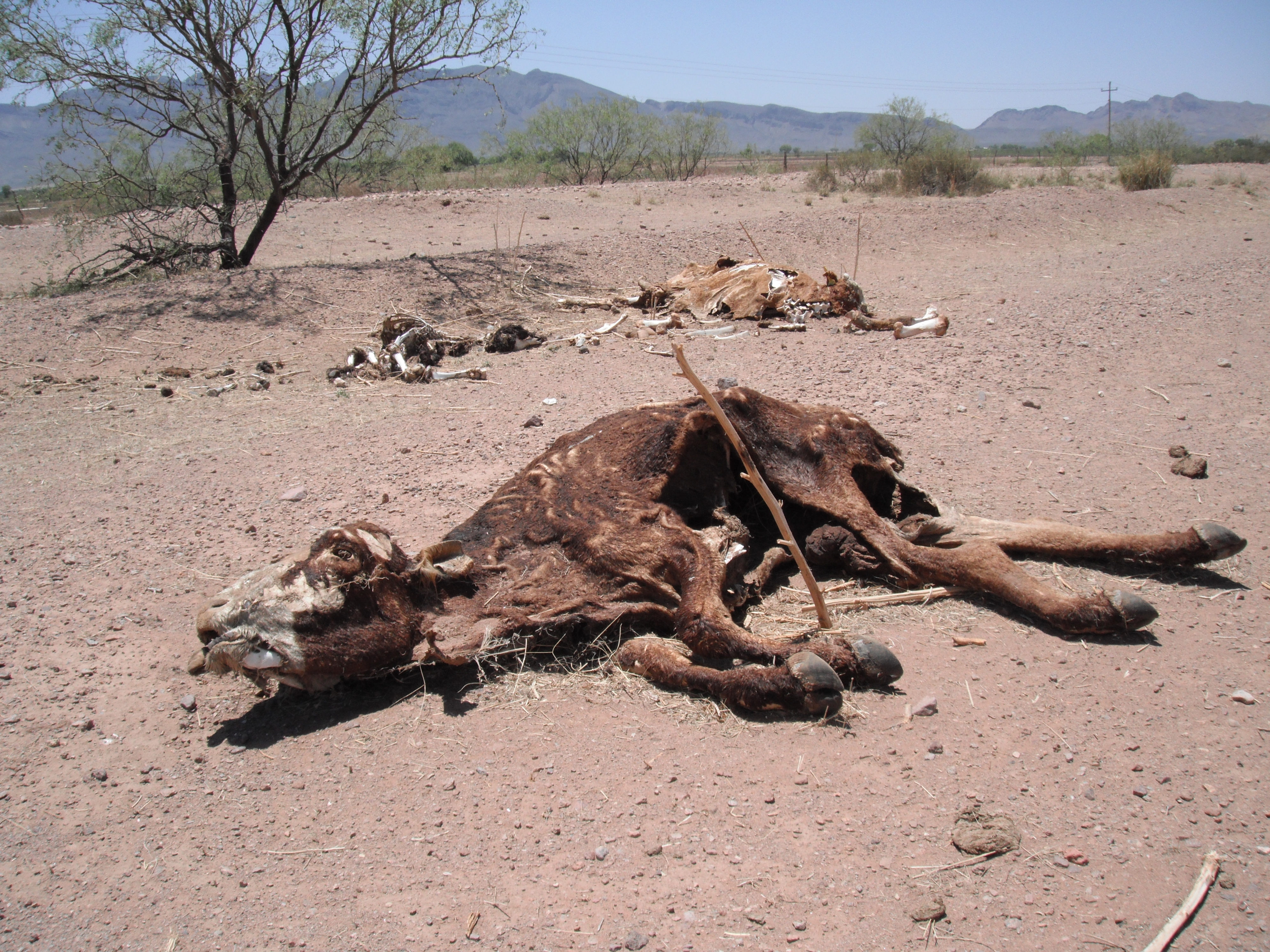 Drought conditions persist in Mexico's Chihuahua. The region's beef herds are currently being ravaged by one of the worst droughts on record. Eighteen of the country's 32 states have been affected. Image by Simeon Tegel. Mexico, 2012. Media file: Chihuahua drought picture.jpg