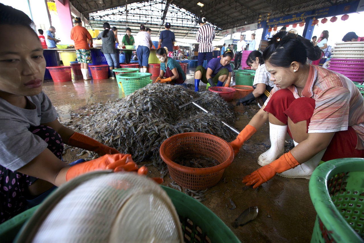 Burmese migrant women sort shrimp at an open-air distribution center in Mahachai, the capital of Samut Sakhon province on August 18, 2012. Labor abuse is most common in the unregistered peeling sheds that line area backroads. Image by Jason Motlagh. Thailand, 2012. Media file: IMG_7523.jpg