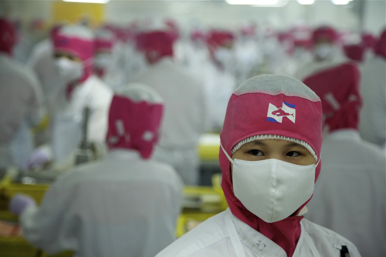 A Burmese migrant worker peels shrimp at a large factory in Samut Sakhon province that exports to the West. Image by Jason Motlagh. Thailand, 2012. Media file: IMG_7708.jpg