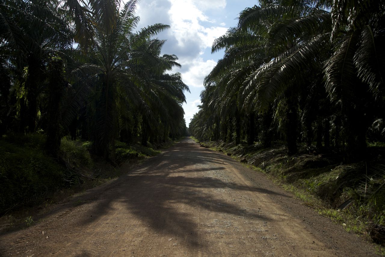 Derived from the fruit of oil palm trees, palm oil can be found in almost half of products in US supermarkets, from cookies to cosmetics. Image by Jason Motlagh. Borneo, 2012. Media file: IMG_8869.jpg