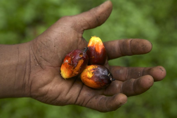 Long a preferred cooking ingredient in developing countries, palm oil is now in greater demand in Western markets because of its low price and long shelf life. Image by Jason Motlagh. Malaysia, 2012. Media file: IMG_8942 2palm11353194765.jpg