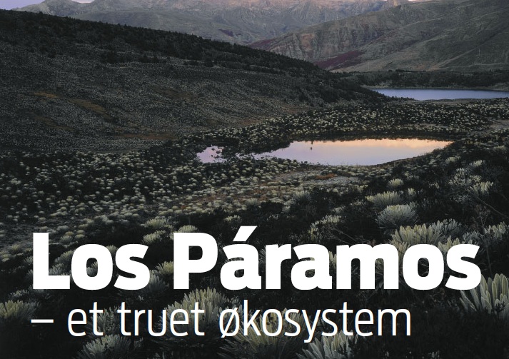 Picture from Gravgaard's article, "Los Paramos, an Eco System in Peril." In Danish newspaper Jyllands-Posten, 2010