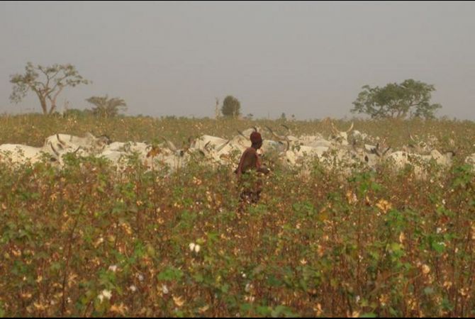 Herder with cattle in a cotton field in Katsina State in December, 2008. Image by Fred de Sam Lazaro. Nigeria, 2008. Media file: Nigeria_01_05_09_Larazo_Hecht_cattle1.jpg