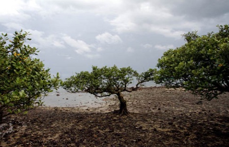 Since the end of World War Two, the world has lost approximately 50% of its mangroves. A few pockets remain in protected areas, such as those in the southern Chinese city of Zhanjiang in Guangdong province. Image by Sean Gallagher, China, 2010.