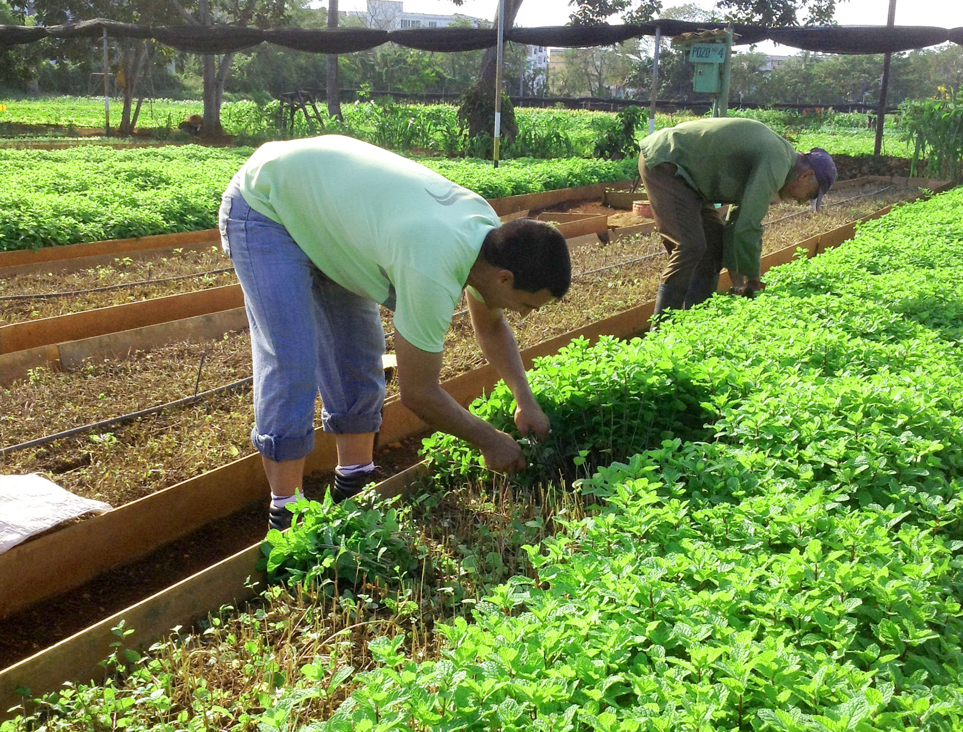 OVA's Sustainable Model for Organic Farming in Cuba Pulitzer Center