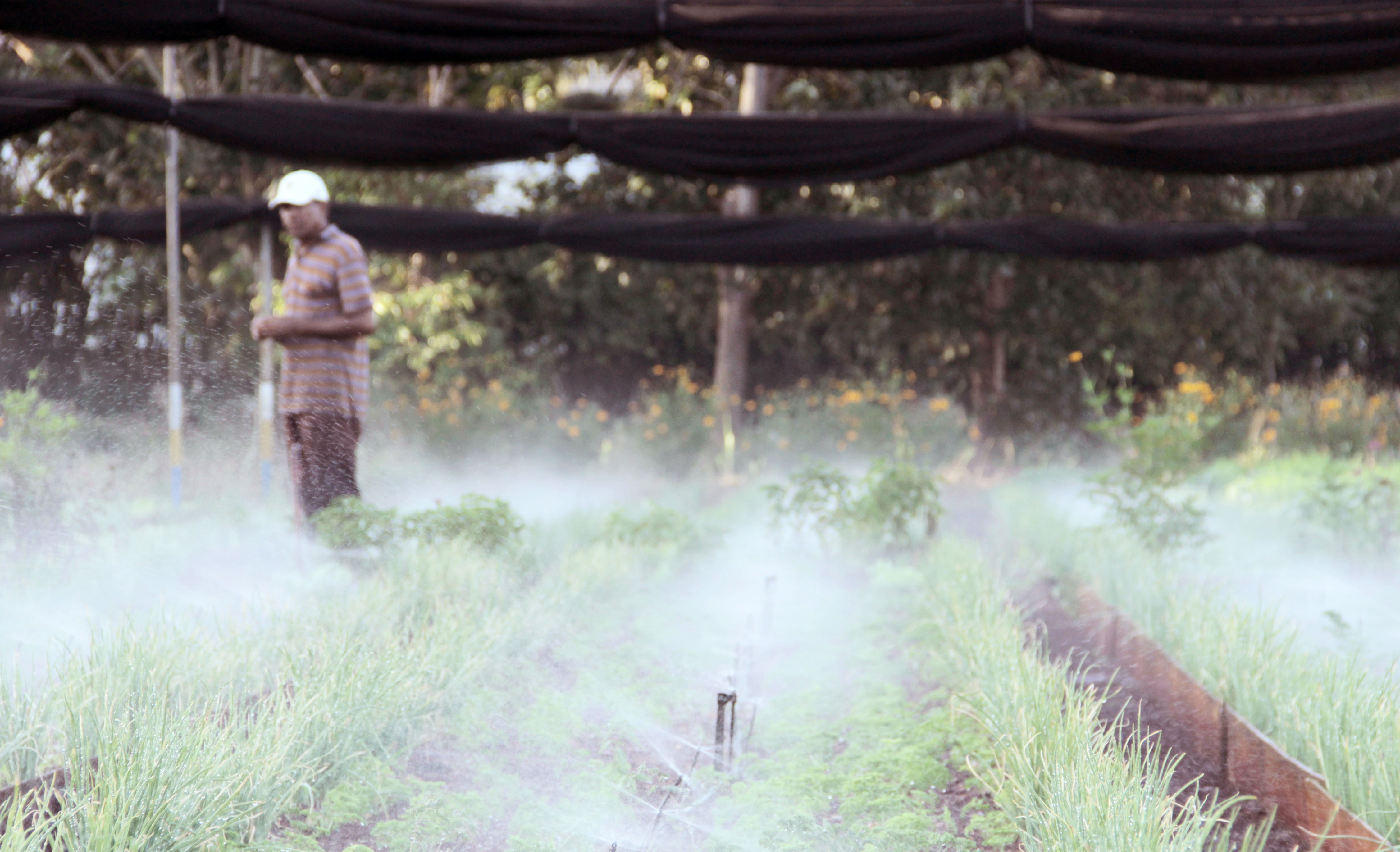 An OVA worker overlooks the sprinkler system in the early morning. Here, herbs and green onions grow side by side to naturally repel insects that become confused by the conflicting scents. Image by Kassondra Cloos. Cuba, 2013. Media file: Southmayd5.jpg