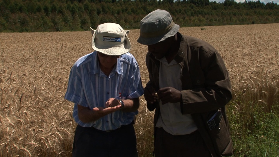 Wheat_Rust_Pulitzer Standup.jpg Media file: Wheat_Rust_Pulitzer Standup.jpg
