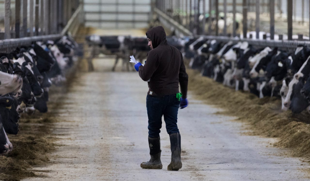 A worker checks on cows at Drake Dairy Inc. in Elkhart Lake. Image by Mark Hoffman. United States, 2019. A worker checks on cows at Drake Dairy Inc. in Elkhart Lake. Image by Mark Hoffman. United States, 2019.