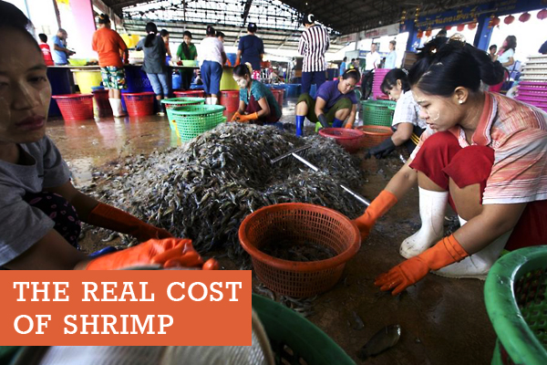 Burmese migrant women sort shrimp at an open-air distribution center in Mahachai, the capital of Samut Sakhon province on August 18, 2012. Labor abuse is most common in the unregistered peeling sheds that line area backroads. Image by Jason Motlagh. Thailand, 2012. Media file: cheap-shrimp.jpg