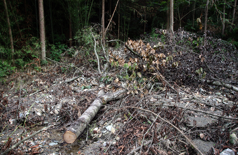 Felled trees in northern Sichuan Province. Image by Sean Gallagher. China, 2011. image