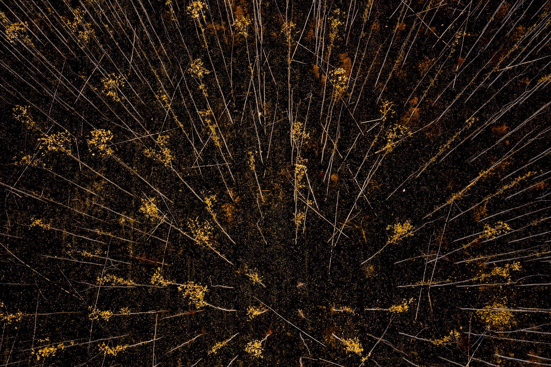 Burned eucalyptus trees are seen from above in Porto Velho, Rondonia State, August 26, 2019. Image by Sebastián Liste. Brazil, 2019. Burned eucalyptus trees are seen from above in Porto Velho, Rondonia State, August 26, 2019. Image by Sebastián Liste. Brazil, 2019.