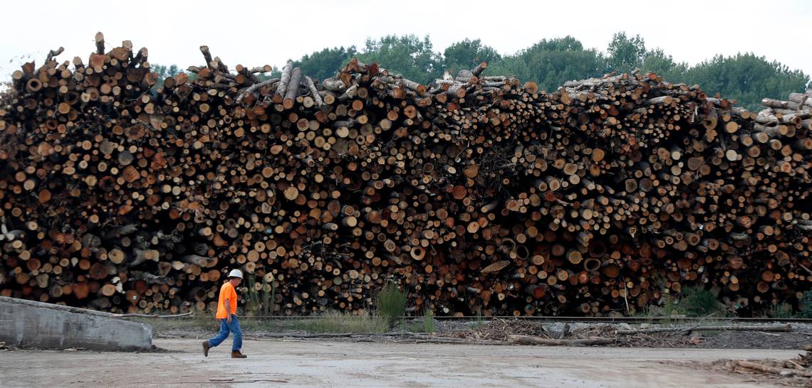 A worker walks past logs stacked at the Enviva plant in Northampton County, N.C. on Tuesday, Sept. 3, 2019. Enviva turns the logs into cylindrical pellets that will be burned for heat and electricity in Europe. Image by Ethan Hyman. United States, 2019. A worker walks past logs stacked at the Enviva plant in Northampton County, N.C. on Tuesday, Sept. 3, 2019. Enviva turns the logs into cylindrical pellets that will be burned for heat and electricity in Europe. Image by Ethan Hyman. United States, 2019.