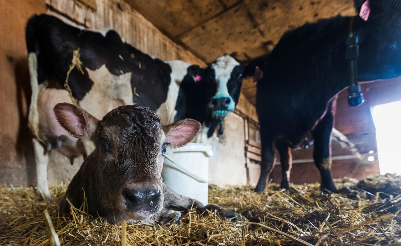 A 30-minute-old male calf is shown on the Mess family farm in Watertown. Image by Mark Hoffman. United States, 2019. A 30-minute-old male calf is shown on the Mess family farm in Watertown. Image by Mark Hoffman. United States, 2019.