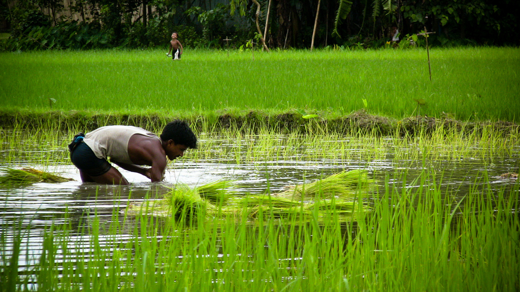 A Bangladeshi farmer re-transplanting his field due to flooding. Image by Flickr user IRRI Images (CC BY 2.0).