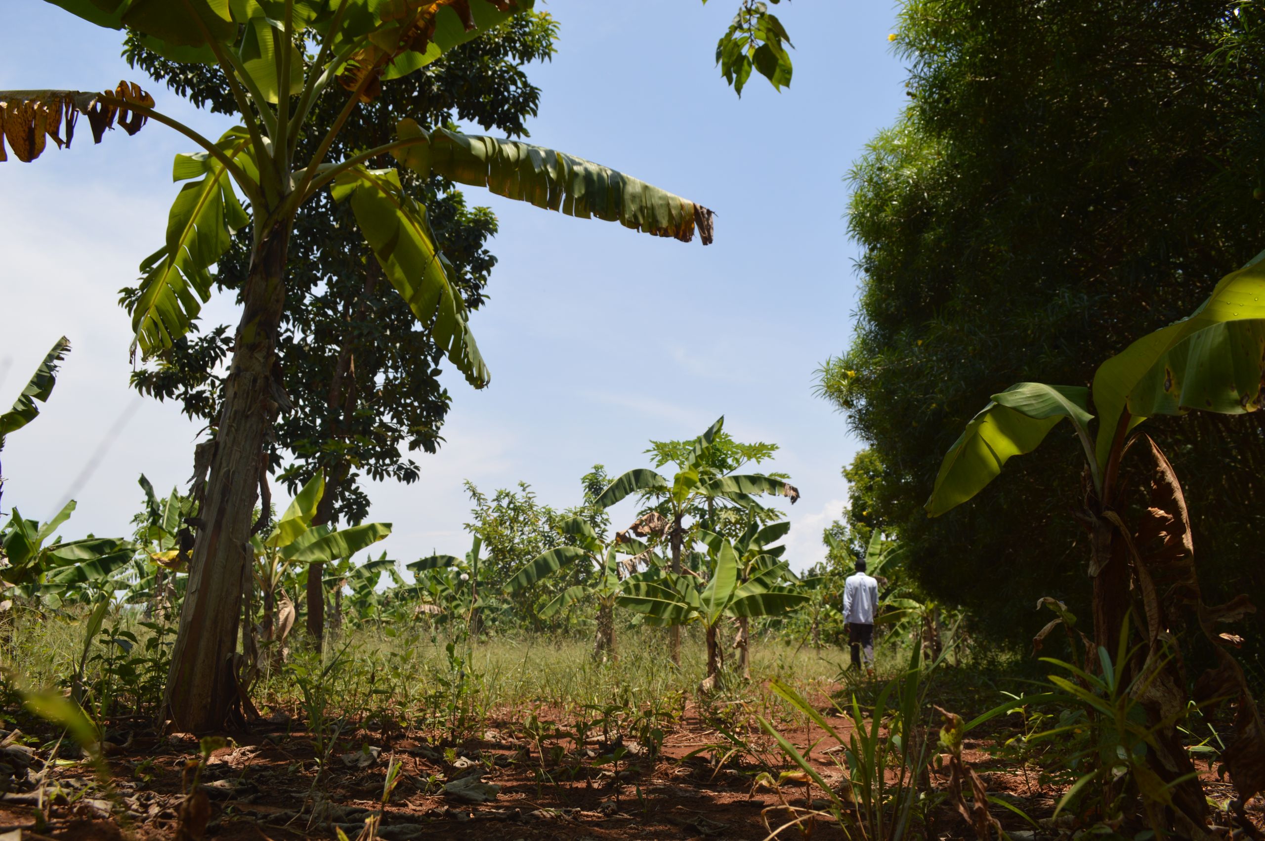 A garden owned by a Walumbe resident in the buffer zone between Lake Victoria and the forest plantation. Image by Annika McGinnis. Uganda, 2019. A garden owned by a Walumbe resident in the buffer zone between Lake Victoria and the forest plantation. Image by Annika McGinnis. Uganda, 2019.