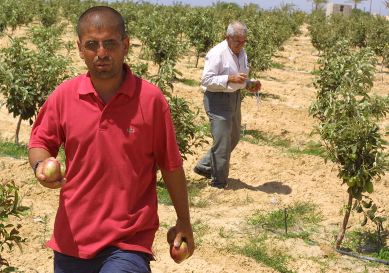 Saleh Mohsen now grows apples on land once occupied by the Gush Katif settlement. Image by Reese Erlich. Gaza, 2011. image
