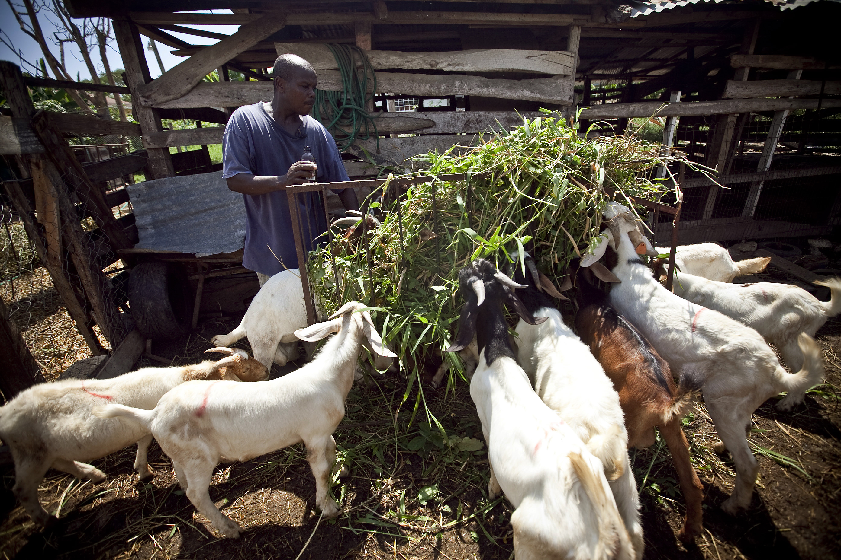 Jamaica: Building a Goat Farming Industry | Pulitzer Center