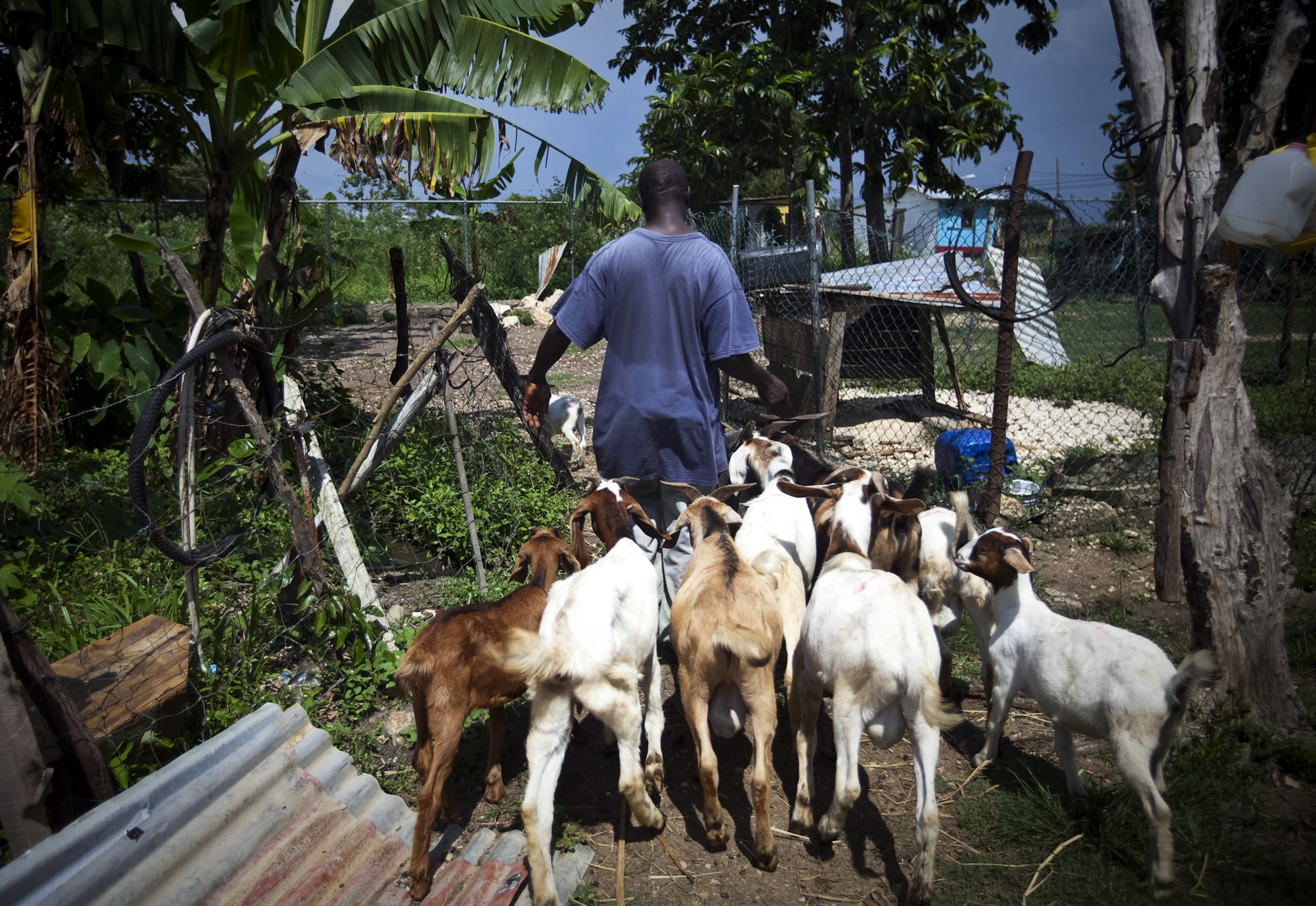 Jamaica: Building a Goat Farming Industry | Pulitzer Center
