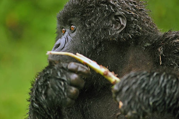 Gorilla - Ruhengeri, Rwanda Gorilla - Ruhengeri, Rwanda