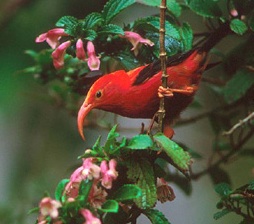 I’iwi honeycreeper (Vestiaria coccinea). Image by Jack Jeffrey/USFWS. United States, 2008. Media file: hawaii.iiwiw_.jpg