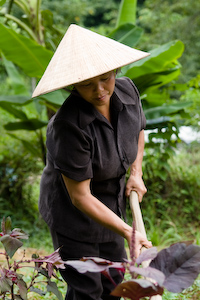 Finding a Common Thread: How People Around the World Get Their Food