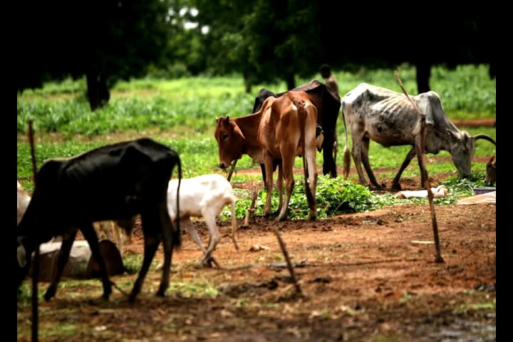 Image by Ruth Moon. Niger, 2011. image