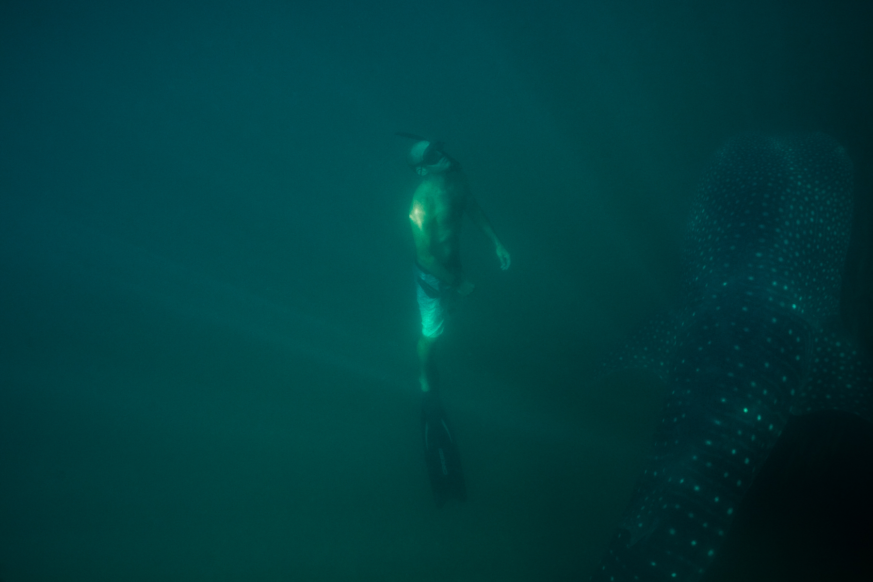 Hoyt Peckham takes a day off from work to swim alongside a mammoth whale shark. Image by Dominic Bracco II. Mexico, 2012 Media file: seaofcortez-3.jpg